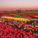 Gæstehus Tulipa Near & Dunes With Free Parking Noordwijkerhout