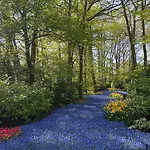 Tulipa Near & Dunes With Free Parking