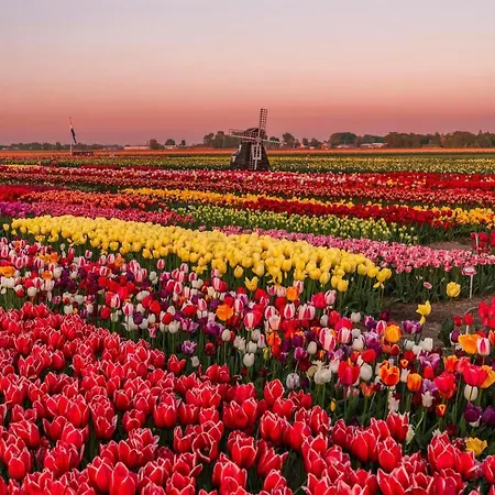 Maison d'hôtes Tulipa Near & Dunes With Free Parking Noordwijkerhout