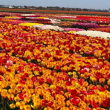 Tulipa Near & Dunes With Free Parking Gæstehus 3*