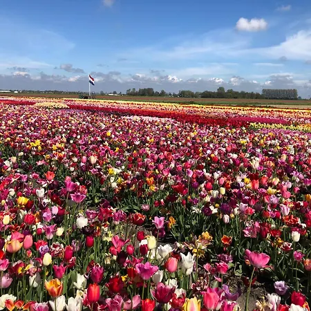 Tulipa Near & Dunes With Free Parking 3*