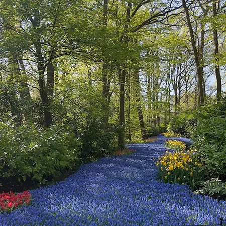 Tulipa Near & Dunes With Free Parking