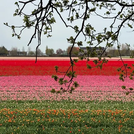 Tulipa Near & Dunes With Free Parking Maison d'hôtes
