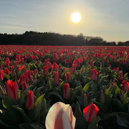 Tulipa Near & Dunes With Free Parking Maison d'hôtes