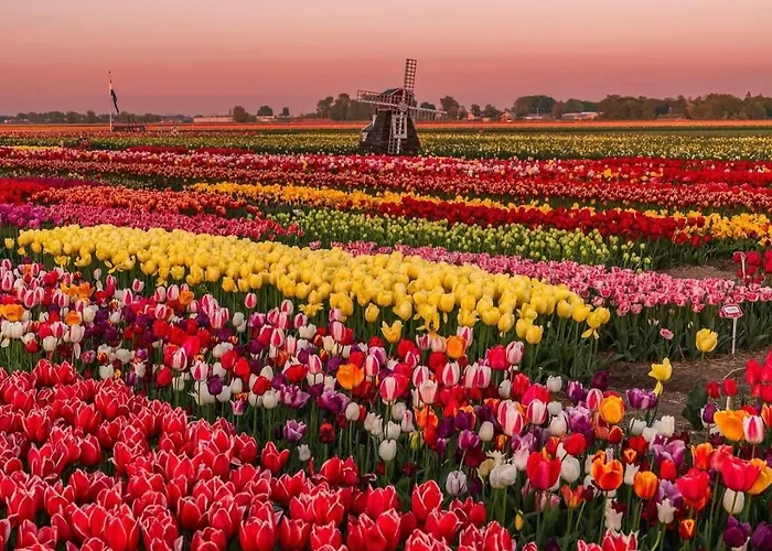 Penzion Tulipa - Keukenkof Noordwijkerhout