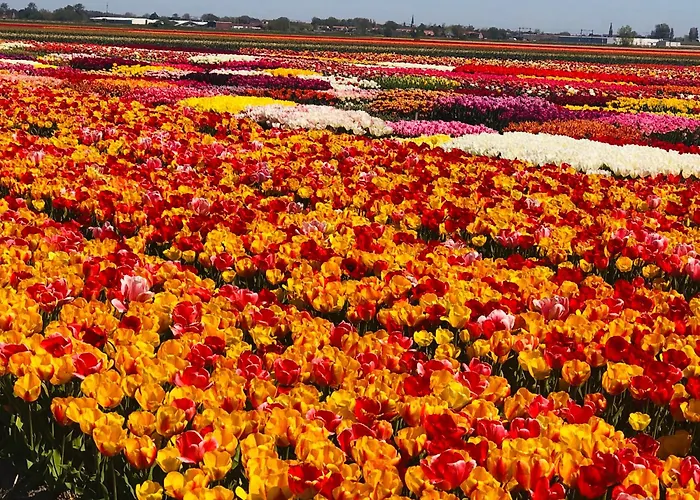 Tulipa - Keukenkof Penzion 3*