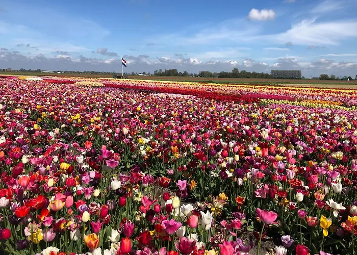 Tulipa - Keukenkof 3*