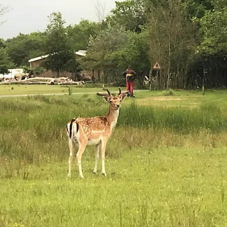 Pensjonat Tulipa Near Beach & Dunes With Free Parking 3*