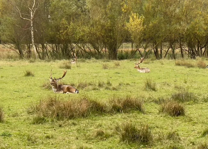 Pensjonat Tulipa Near Beach & Dunes With Free Parking 3*